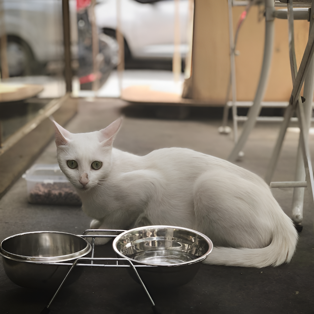 Easy Feeding Solutions for Every Pet