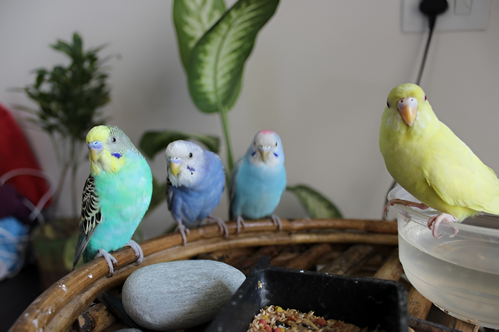 Quality Bird Supplies for Healthy Companions